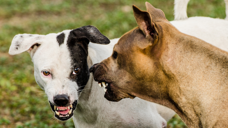 Separó a tres perros que peleaban y la dueña de las mascotas la insultó