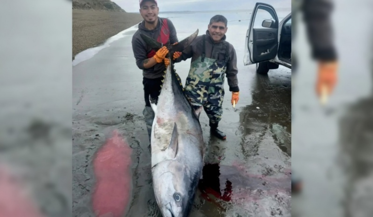 Dos pescadores capturaron un atún de al menos 250 kilogramos