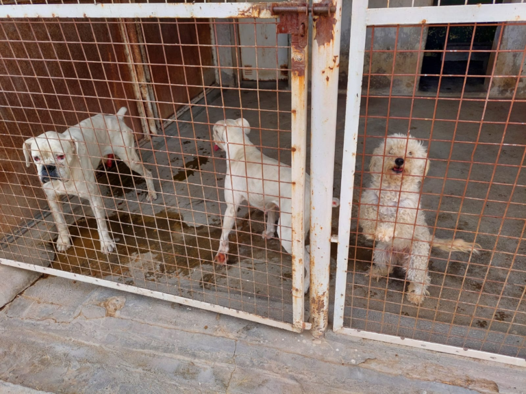 Rescataron a 3 perros que eran maltratados: no tenían agua ni alimento