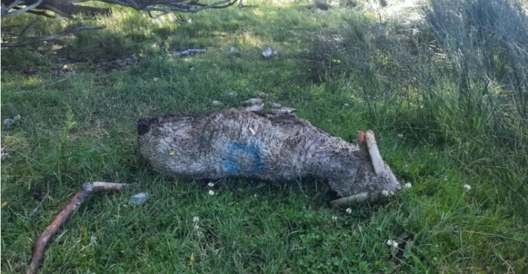 Un productor sufrió una millonaria pérdida tras un feroz ataque de perros a sus carneros