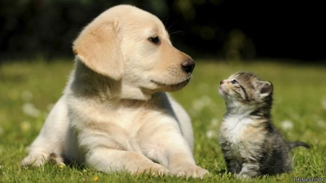 El Día del Animal se celebrará con una amplia jornada de concientización