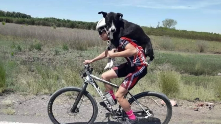 Salió a entrenar y encontró a un perro abandonado en medio de la ruta