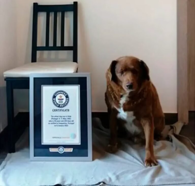 Un perro con 30 años fue reconocido como el más viejo del mundo por el Record Guiness