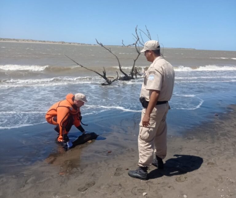 Prefectura ayudó a una cría de delfín a volver al agua