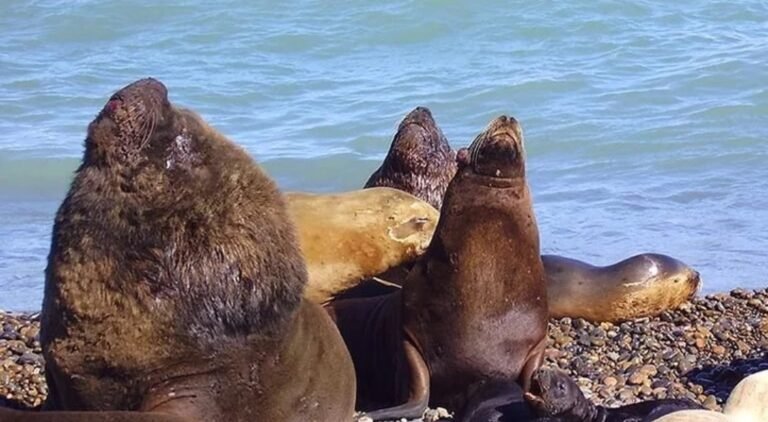 Se recupera la población de lobos marinos en la costa patagónica