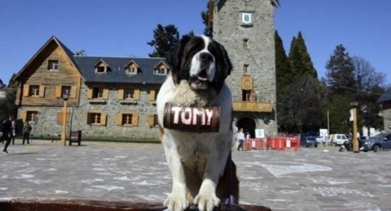 Juntan firmas para terminar con las fotografías con perros san bernardo