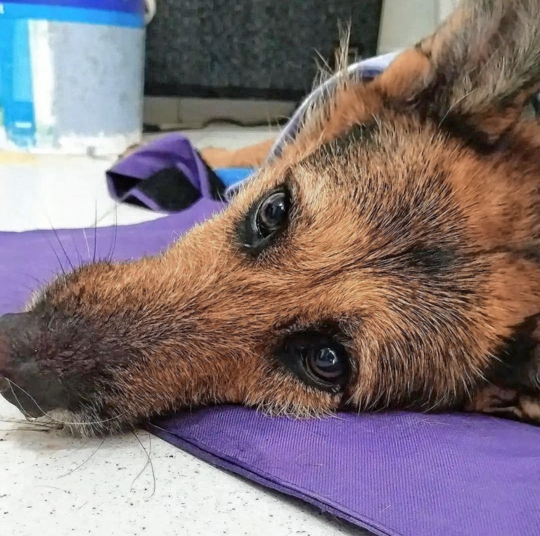 Organizan una marcha por “Barbi”, la perra asesinada cruelmente en Km. 3