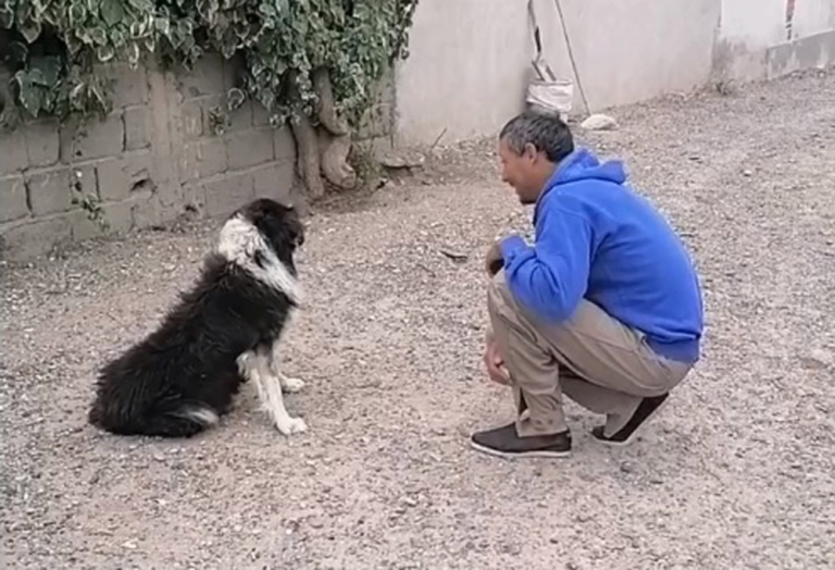 Encontró a su perro después de 3 años: “A un compañero no se lo abandona”