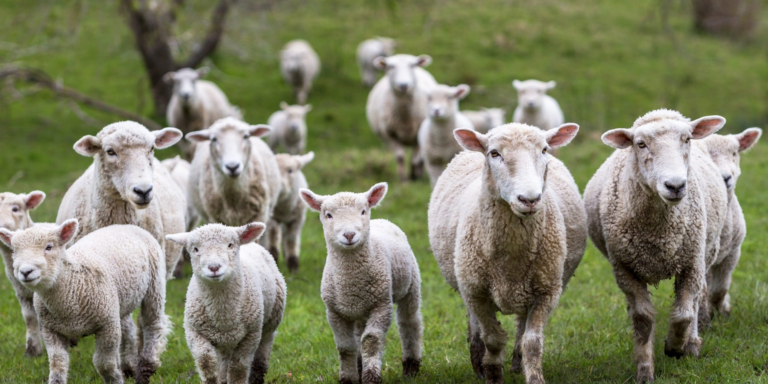 Robaron 80 corderos valuados en más de 5 millones de pesos