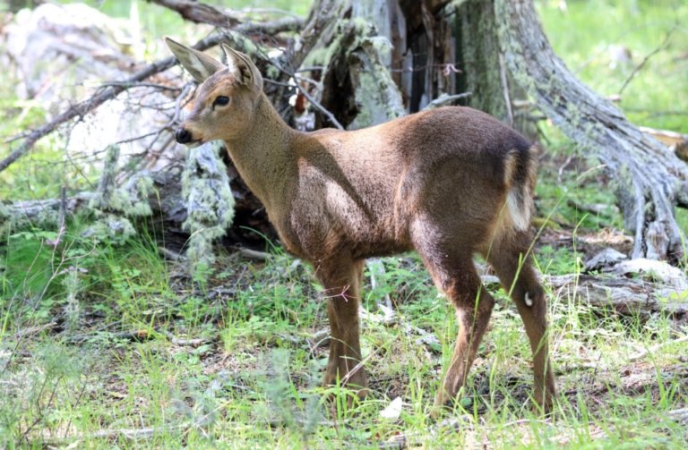 Nació el primer huemul en cautiverio luego de 70 años