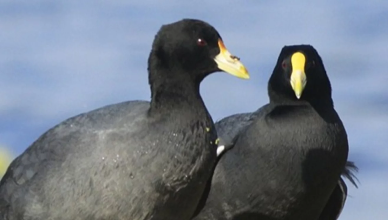 Detectaron el primer caso de gripe aviar en la Patagonia