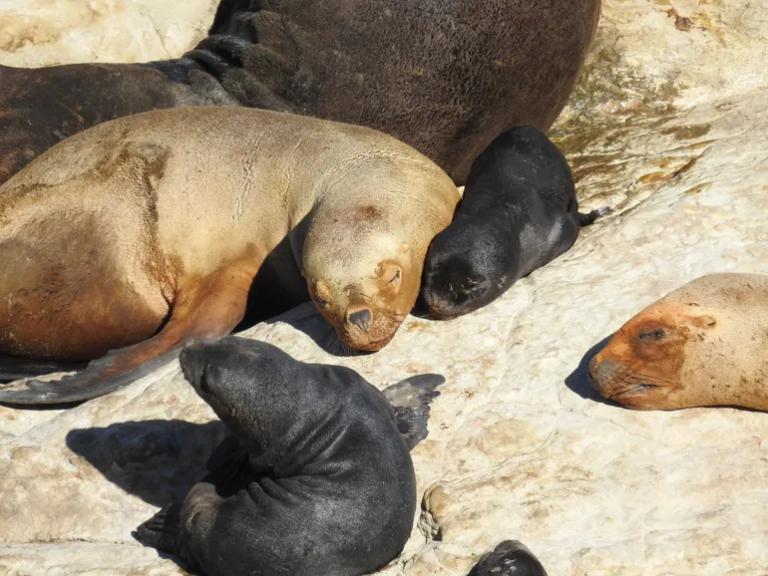 Se registró un nuevo récord de lobitos marinos nacidos en Punta Marqués