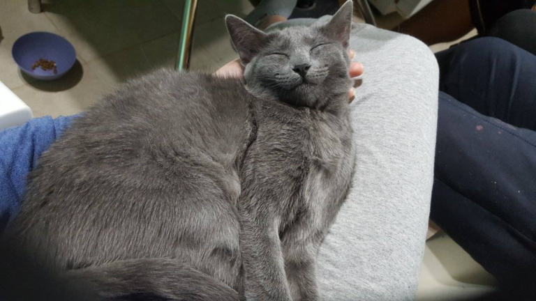 Ofrece 10 mil pesos y un tatuaje como recompensa por su gata desaparecida