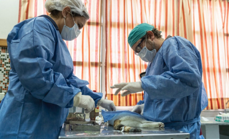 El tráiler de esterilización canina y felina continúa en el San Cayetano