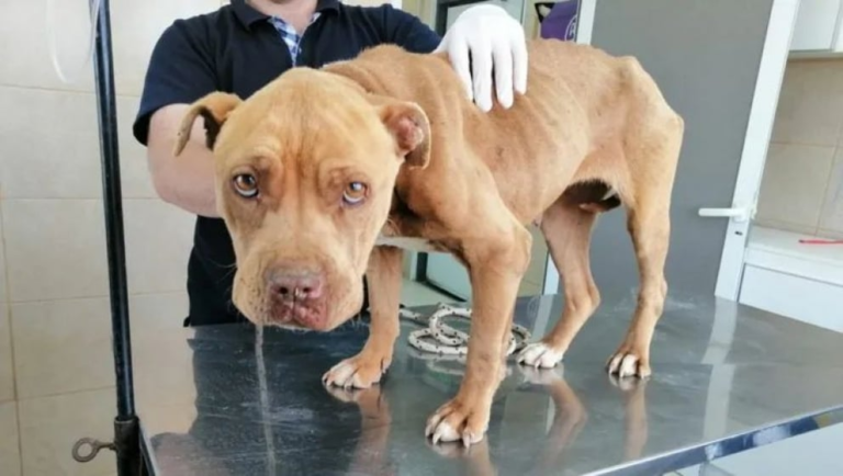 Una pareja se separó y abandonaron a su perra atada, sin agua y sin comida