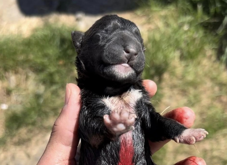 Tiraron cachorros recién nacidos en una bolsa de residuos