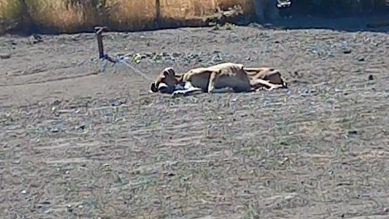 Rescataron a dos perras que se encontraban desnutridas y anémicas