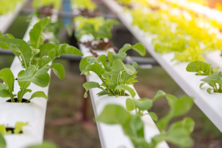 Rada Tilly invita a participar en un taller sobre la Hidroponia