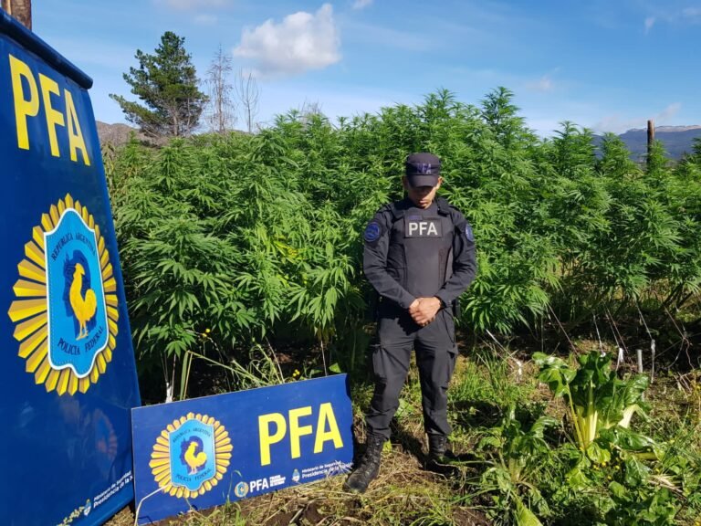 Descubren tres campos de plantación y producción de marihuana en Lago Puelo