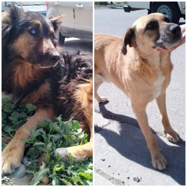 La persona que los alimentaba falleció y ahora buscan un hogar para estos viejitos