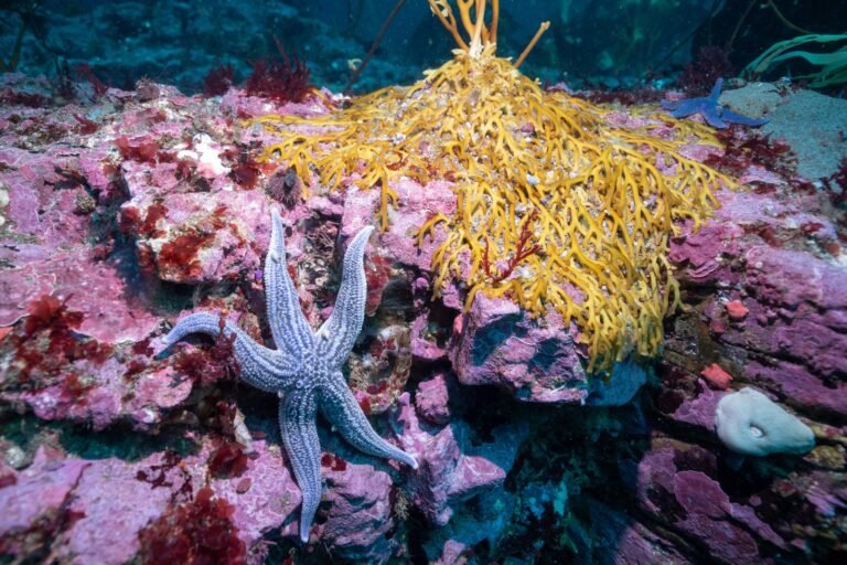 Los bosques sumergidos de la Patagonia en la tapa de National Geographic