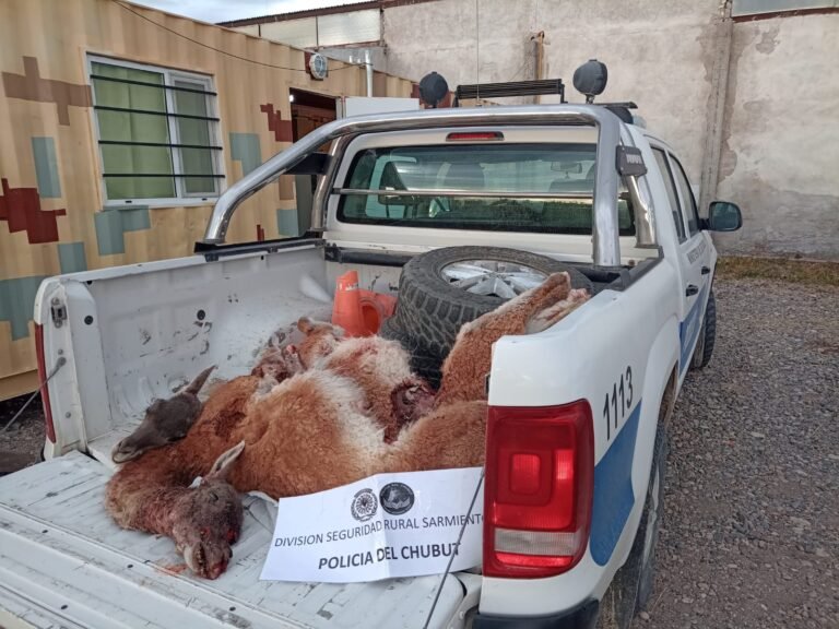 Cazaban guanacos con perros y fueron descubiertos