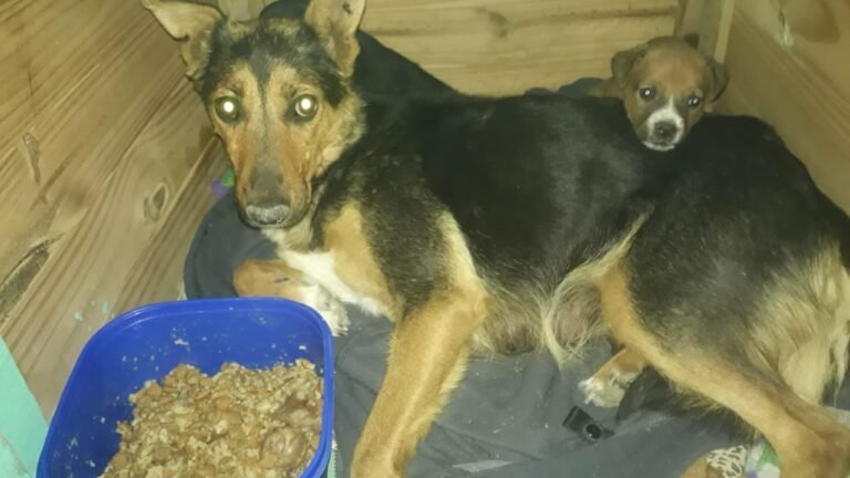 Piden ayuda para una perrita y sus cachorros