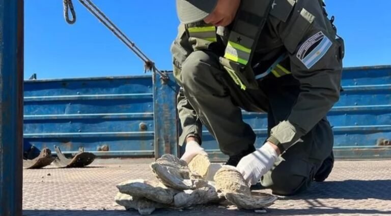 Gendarmeria incautó fósiles de hace 12 millones de años que transportaba un camionero