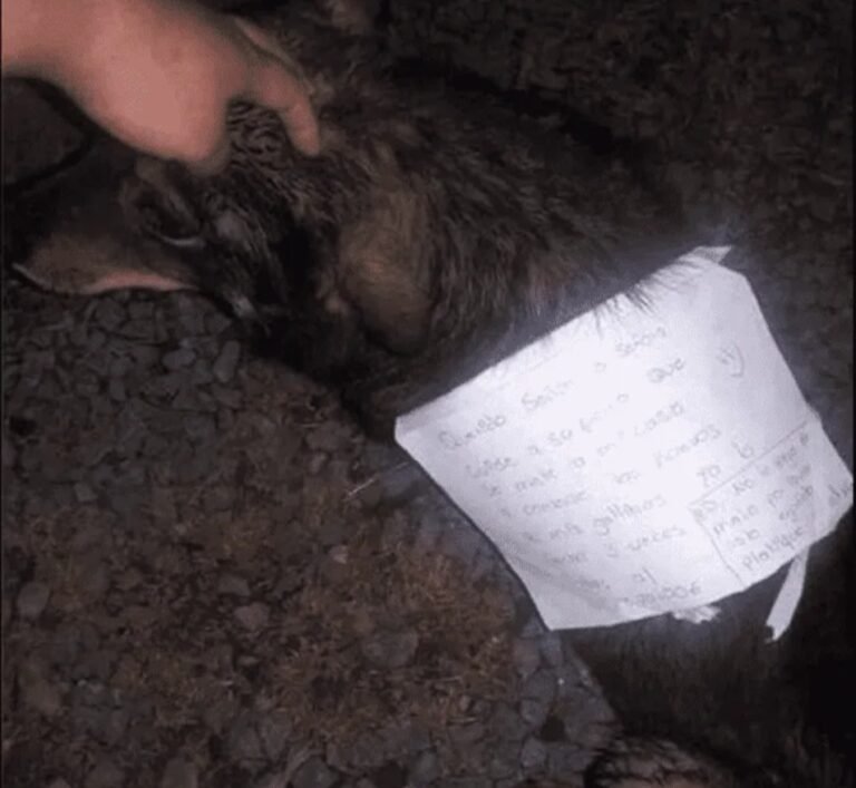 Su perro se fue “de joda” y volvió con una insólita nota en el lomo