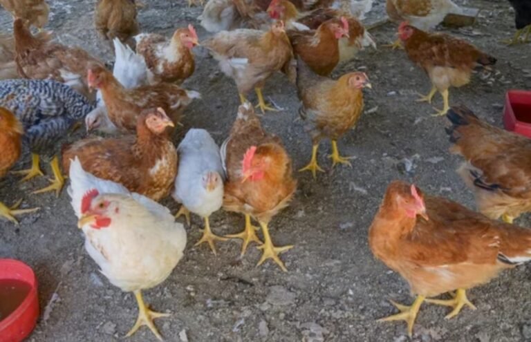 Detectaron el primer caso de Gripe Aviar en Chubut