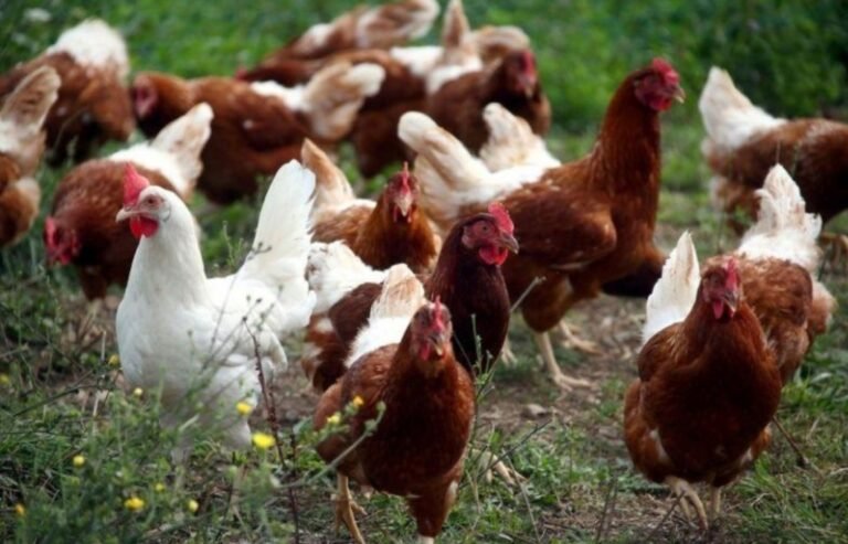 Confirmaron en Chile primer caso de gripe aviar en humanos