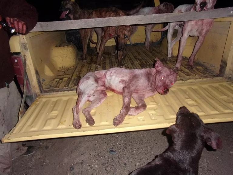 Un proyecto de ley busca prohibir la caza de animales salvajes con perros