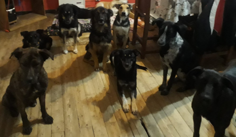 Tiene 26 perros en tránsito y pide ayuda para poder alimentarlos