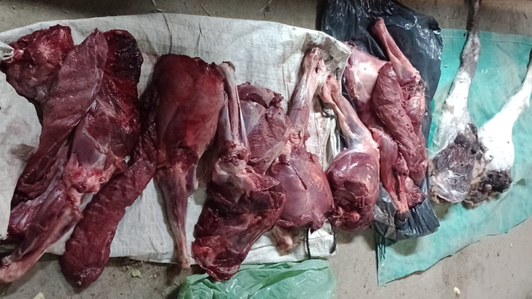 Llevaba tres guanacos faenados y cazados ilegalmente en su camioneta