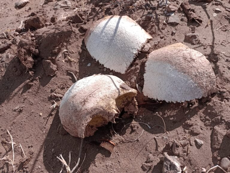 Encontraron restos óseos en cercanías de Diadema