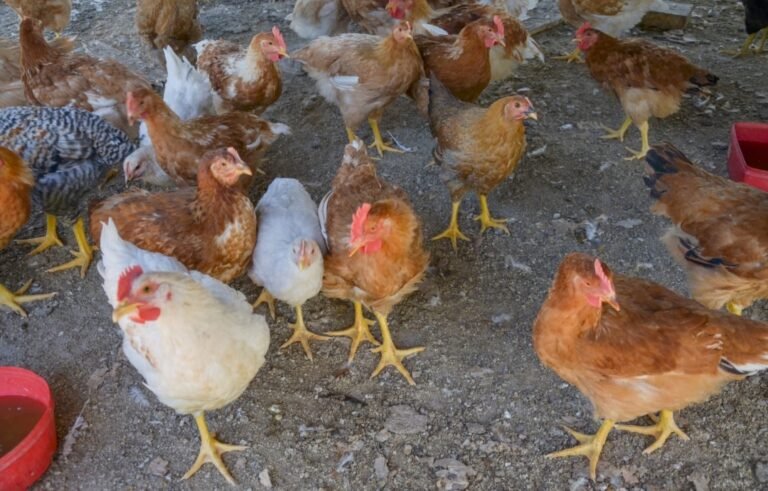 Detectan nuevo caso de Influenza Aviar en Chubut