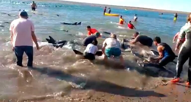 Emocionante rescate de 300 delfines varados: ayudaron vecinos y turistas