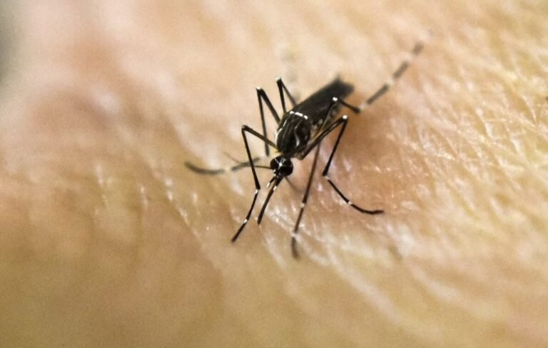 Detectan en Santa Cruz el primer caso de dengue importado