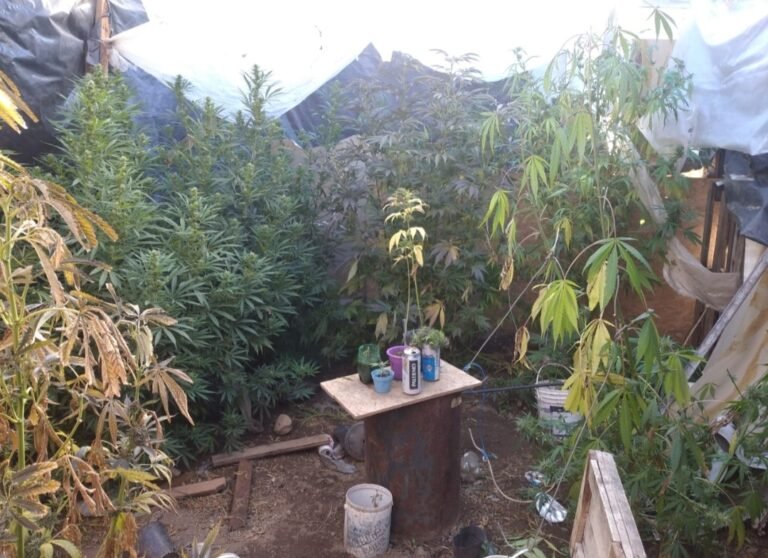 Desmantelan un invernadero de marihuana