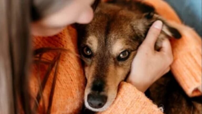Buscan reconocer a las mascotas como parte de la familia y dar licencias a trabajadores