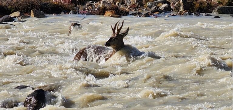 Un huemul fue atacado por perros en el Parque Nacional Los Glaciares