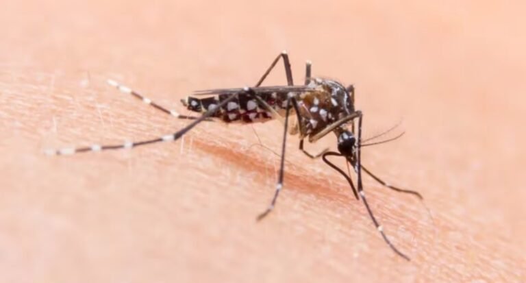 La ANMAT aprobó la vacuna para la prevención del dengue: podría empezar a aplicarse a partir de septiembre