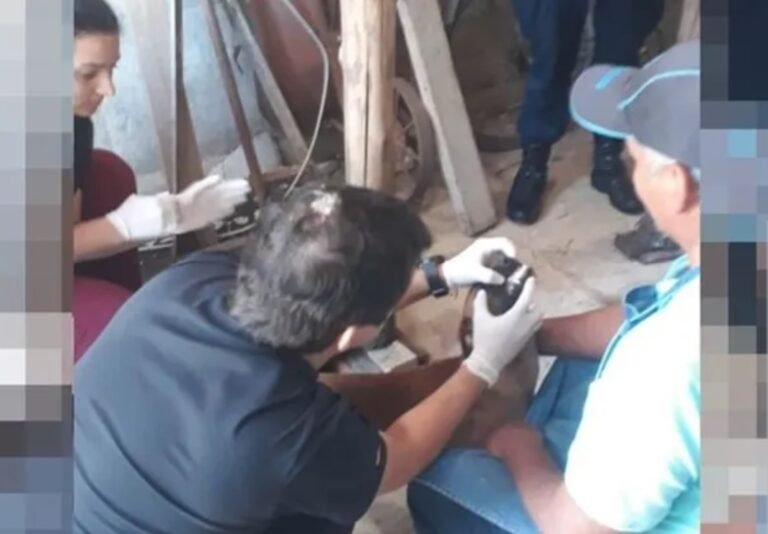 Un albañil fue detenido por abusar de tres perras