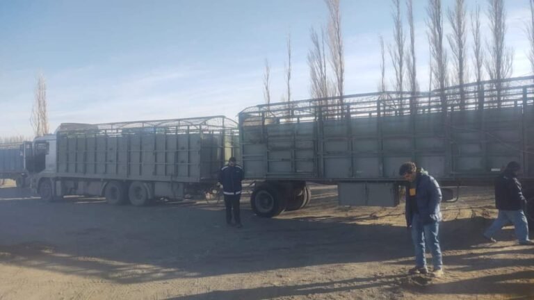 Se le abrió la compuerta a camión chileno y cayeron los vacunos a la ruta