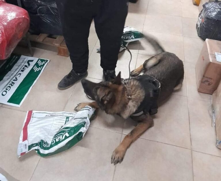 Le enviaron marihuana por encomienda, la fue a buscar y quedó detenido