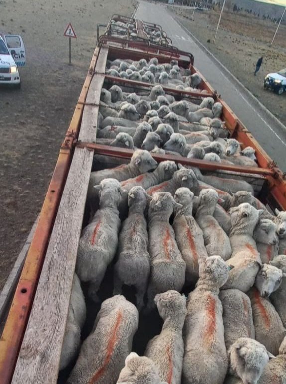 Secuestran camión con ovinos robados: serían más de cuatro las estancias damnificadas