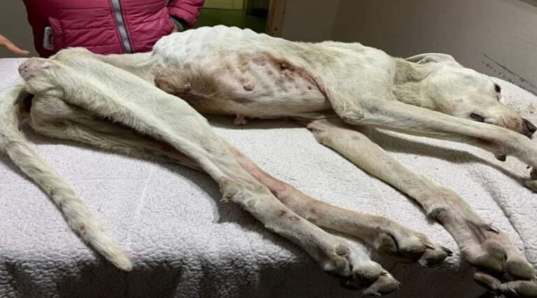 La Fiscalía actuó en un nuevo caso crueldad animal y organizan una marcha este sábado