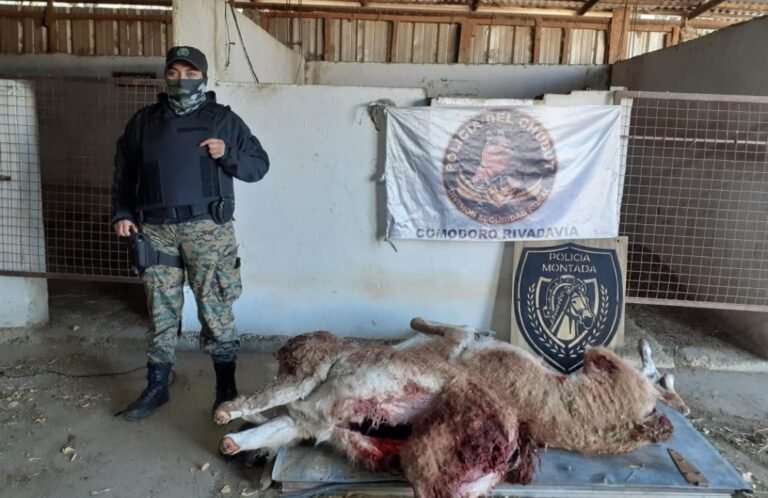 Los detuvieron en un control y encontraron dos guanacos muertos en la caja de la camioneta