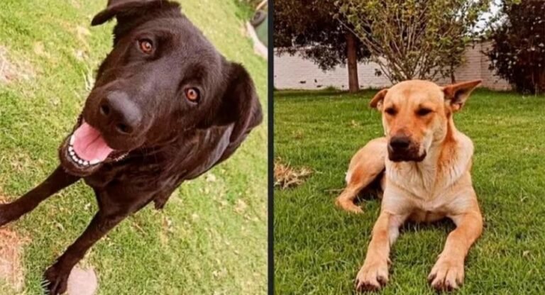 Docentes sacrificaron a dos perros para una clase de anatomía: los involucrados fueron despedidos