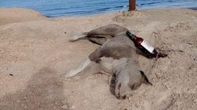 Confirman que el perro encontrado en la playa La Compresora murió de un disparo calibre 22